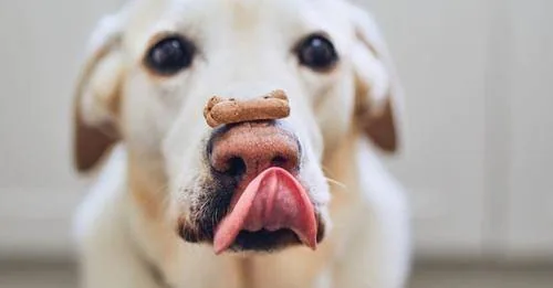A dog looking up at its owner
