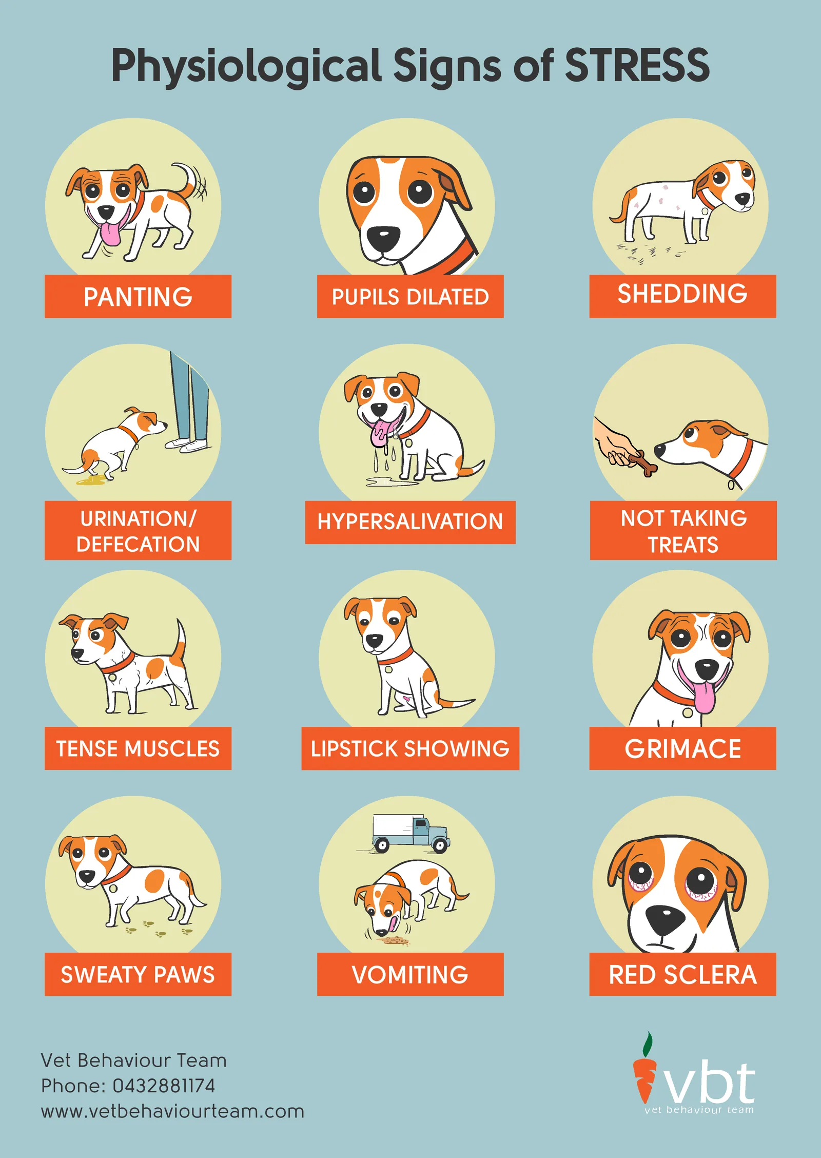 What your dog's body can tell you poster