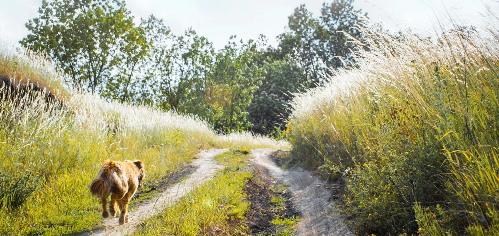 A dog walking along a grassy track