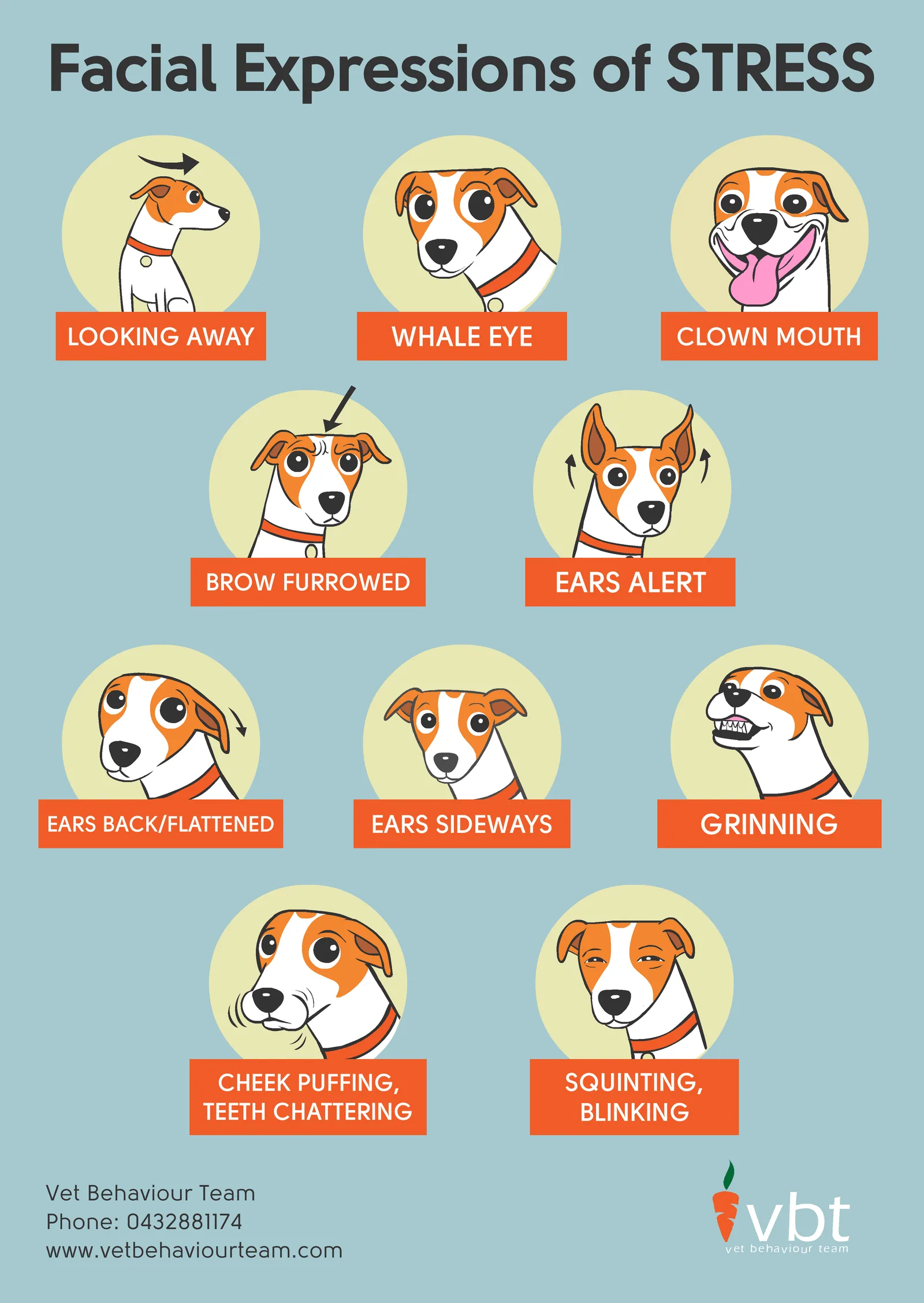The many faces of stress in dogs poster