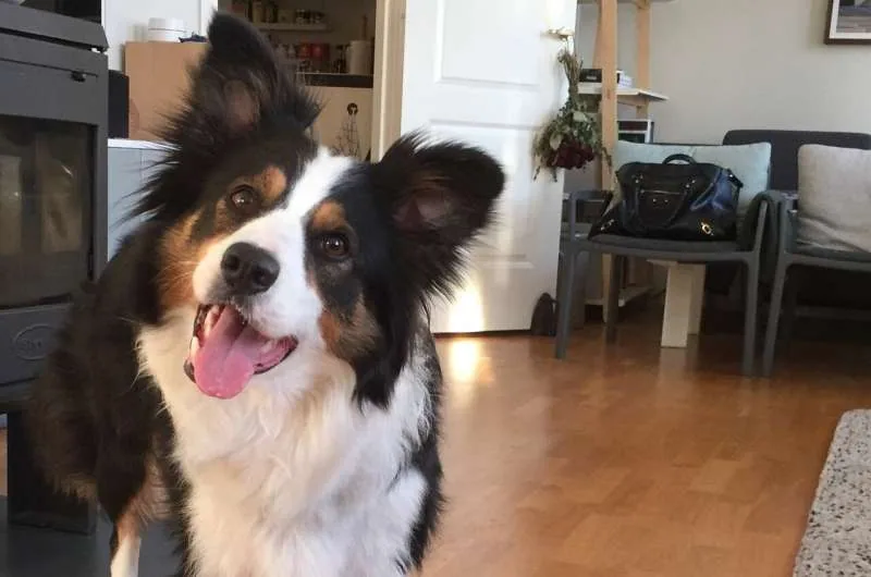 A dog with its toys