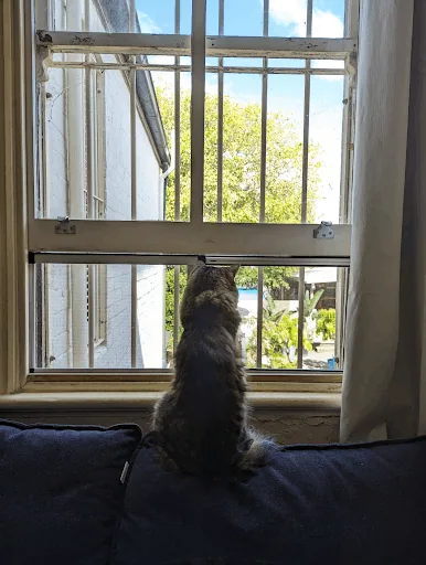 A cat waiting at a door