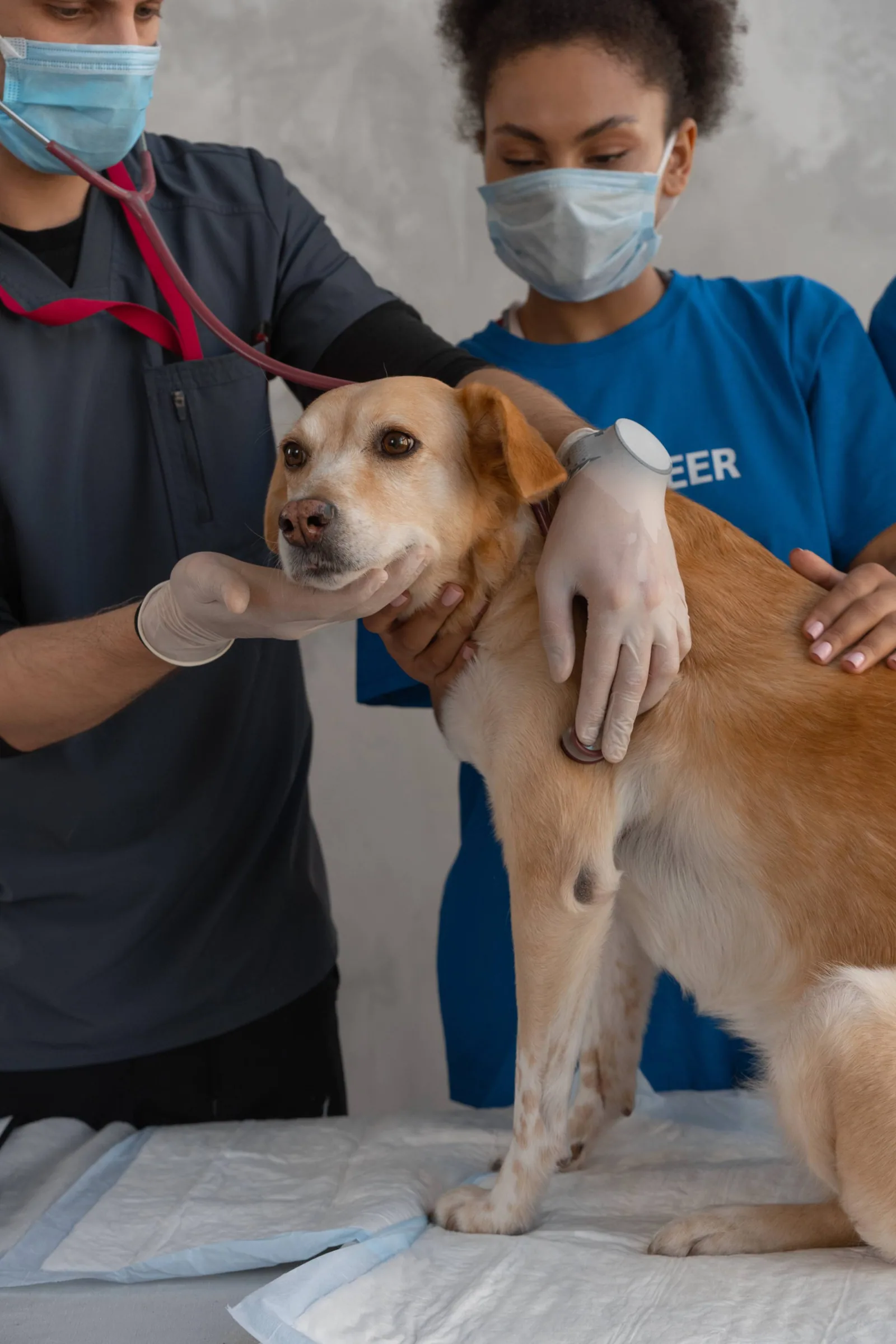 A dog being examined at a vet visit