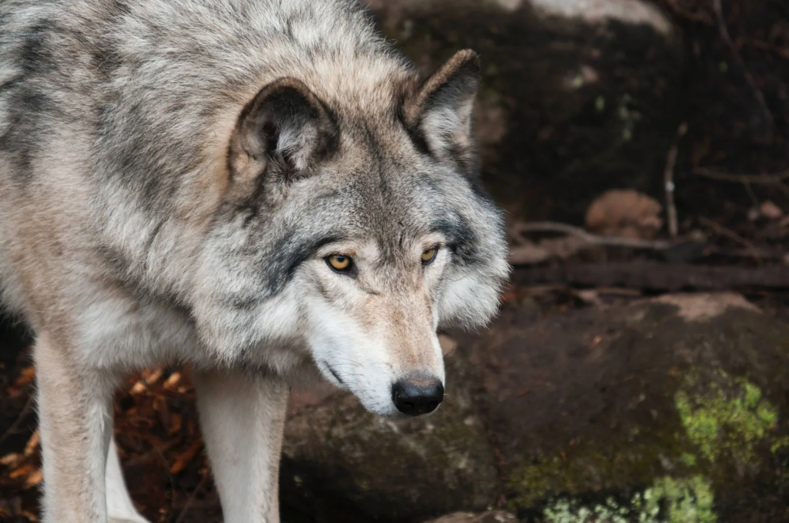 A wolf, the source of the discredited alpha and pack leader idea